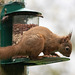 Red Squirrel finally figuring out after six months, how to access the nuts in the feeder!