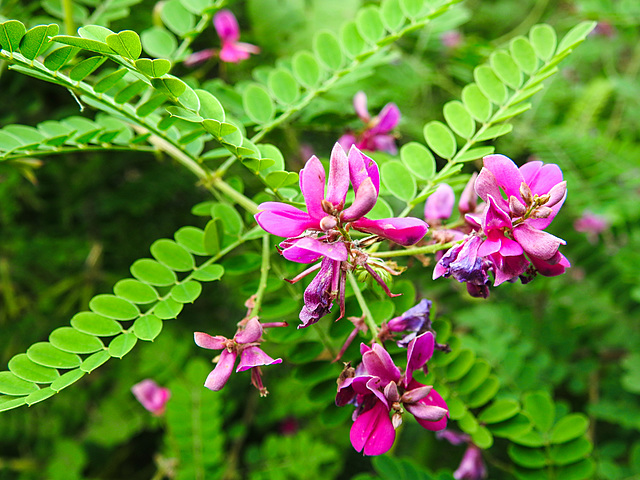 20220923 1786CPw [D~LIP] Himalaya-Indiostrauch (Indigofera heterantha), UWZ, Bad Salzuflen