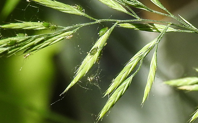 20230608 0754CPw [D~LIP] Blattlaus, Schwingel (Festuca agg), Blattläuse, Bad Salzuflen