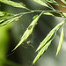 20230608 0754CPw [D~LIP] Blattlaus, Schwingel (Festuca agg), Blattläuse, Bad Salzuflen