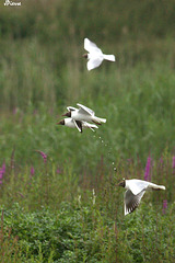 Mouette mélanocéphale