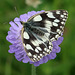 Marbled White butterfly on a scabious