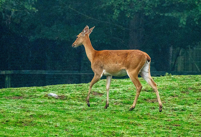 Brow antler deer