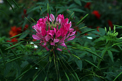 Fleur tropicale - Arboretum du Jardin des Plantes de Paris .