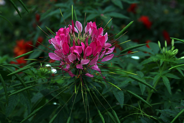 Fleur tropicale - Arboretum du Jardin des Plantes de Paris .