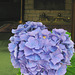 Blaues Herz