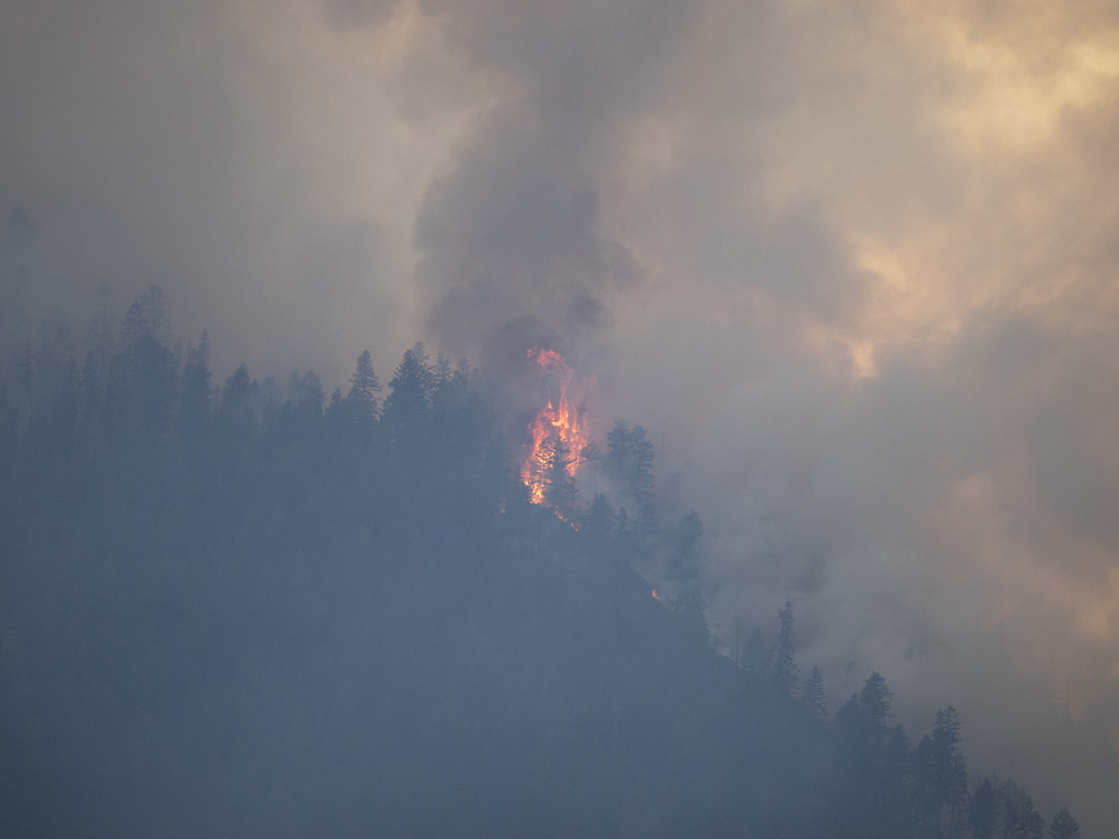 Record Forest Fire Year