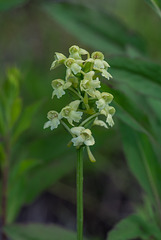 Gymnadeniopsis clavellata (Club-spur orchid)