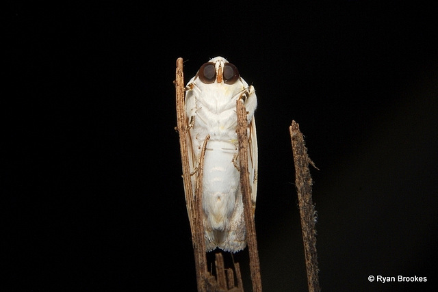 Acontia notabilis (Walker, 1857)