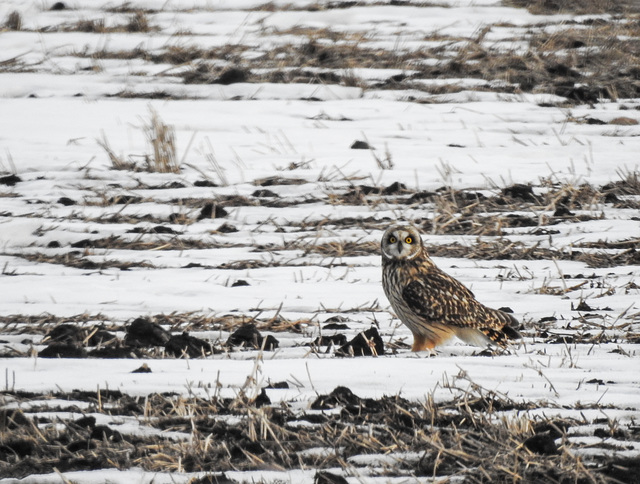 Short-eared Owl catching a snack