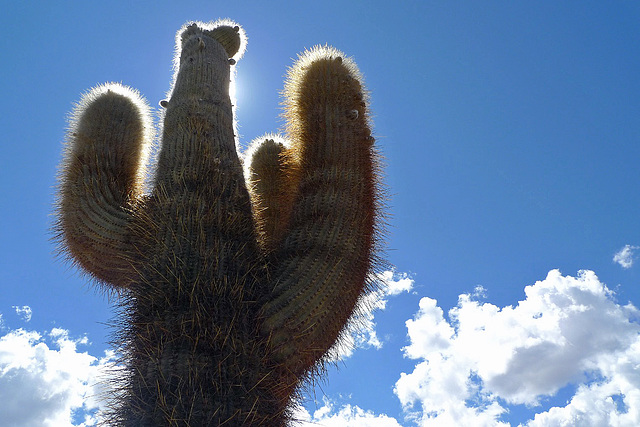 Argentina - Los Cardones National Park