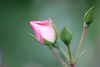 DSCF5016