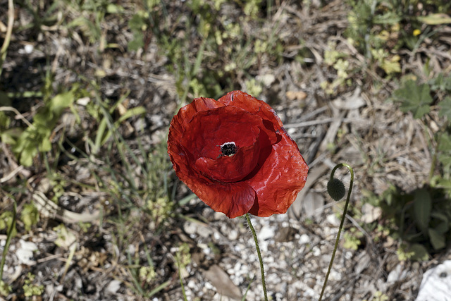Red Poppy – Near Hotel Sindhura, Vejer de la Frontera, Cádiz Province, Andalucía, Spain