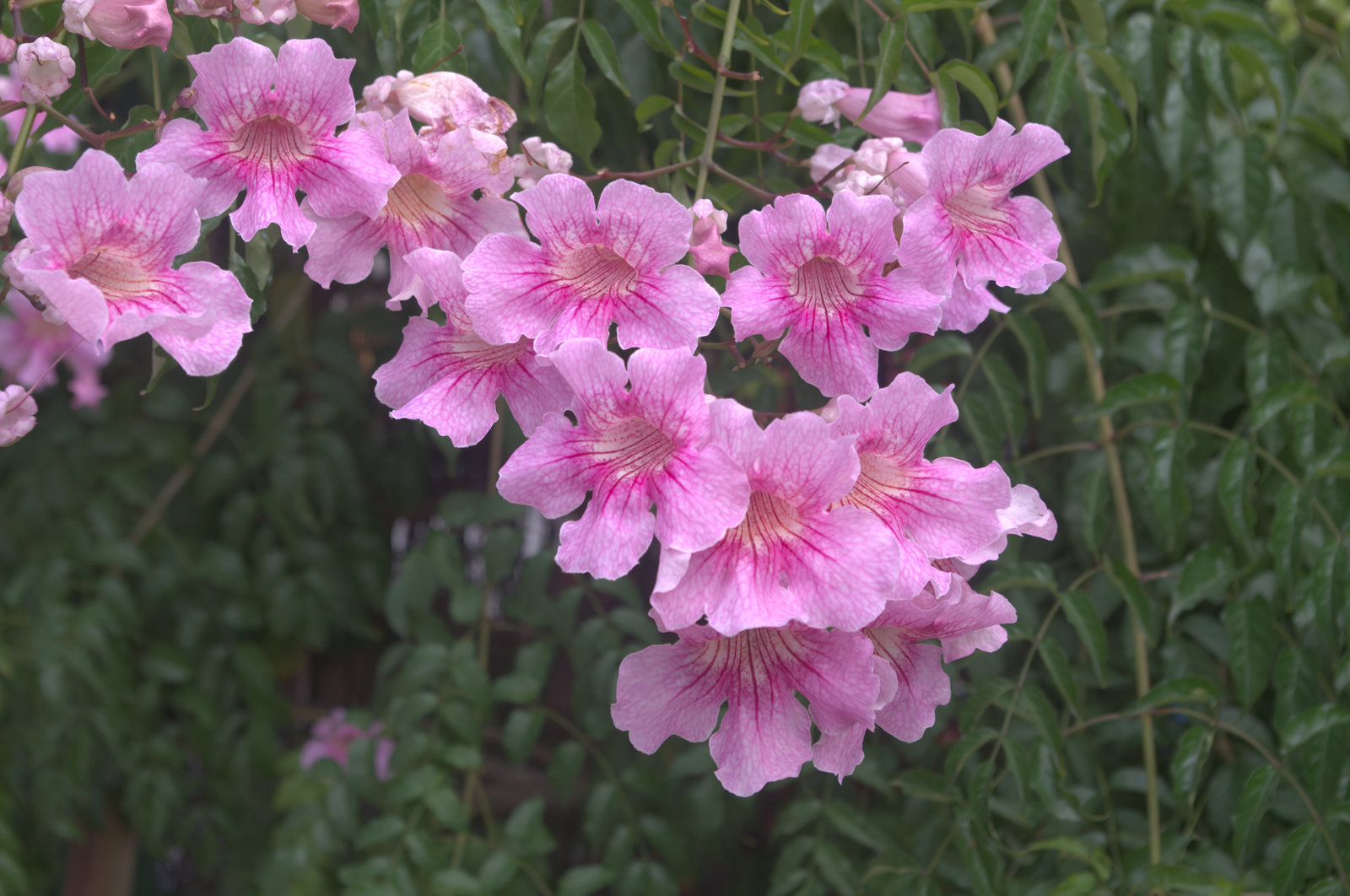 Vibrant pink flowers