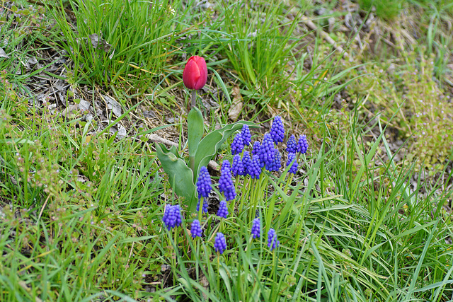 Tulpe und Traubenhyazinthen