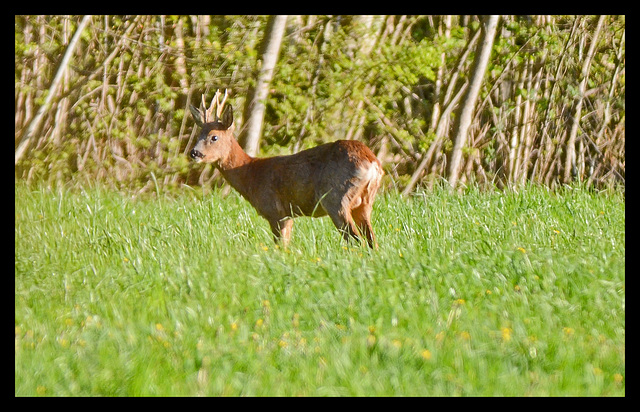 chevreuil dans la prairie