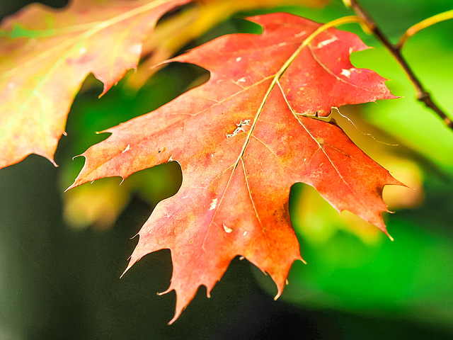 Herbst