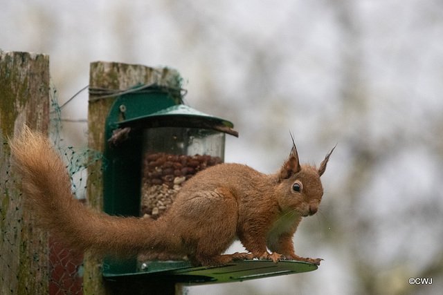 Red Squirrel finally figuring out after six months, how to access the nuts in the feeder!