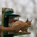 Red Squirrel finally figuring out after six months, how to access the nuts in the feeder!