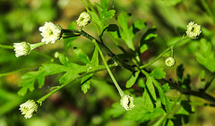 20230608 0755CPw [D~LIP] Mutterkraut (Tanacetum parthenium), Bad Salzuflen