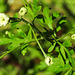 20230608 0755CPw [D~LIP] Mutterkraut (Tanacetum parthenium), Bad Salzuflen