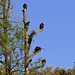 Vultures (Turkey & black) on a dead tree