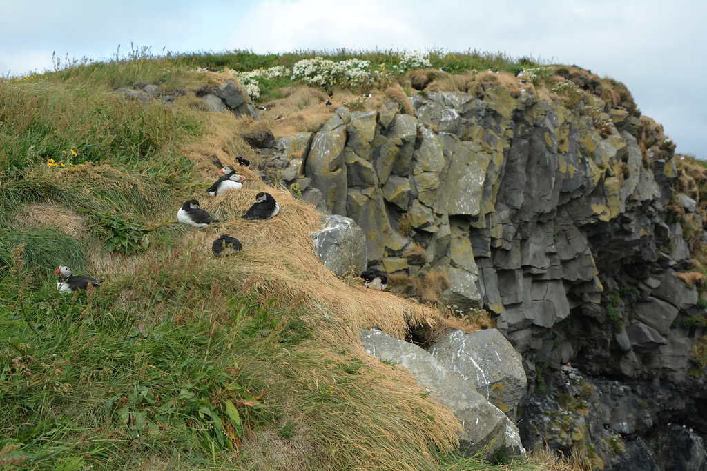 Iceland, Puffins Family at the Dyrhólaey Cape