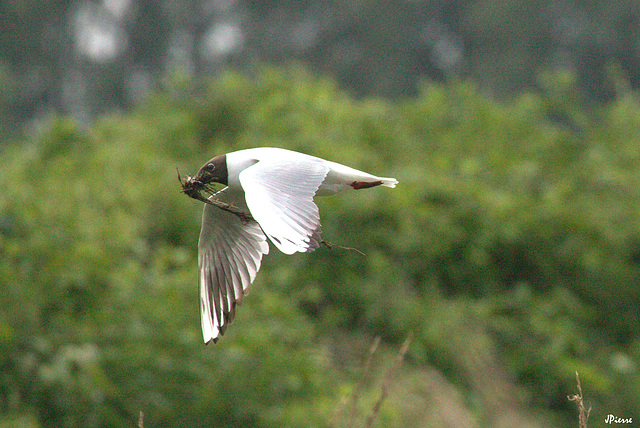 Mouette mélanocéphale