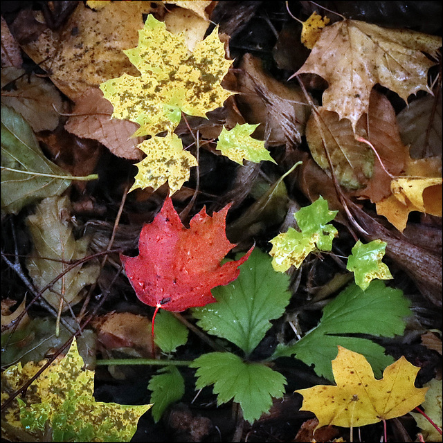 autumn leaves