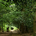 The Sandwalk, Down House DSC 5771(1)(1)(1)