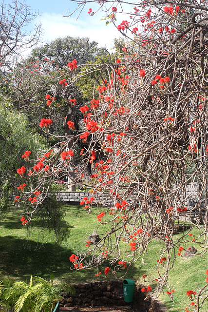 Flowering Tree