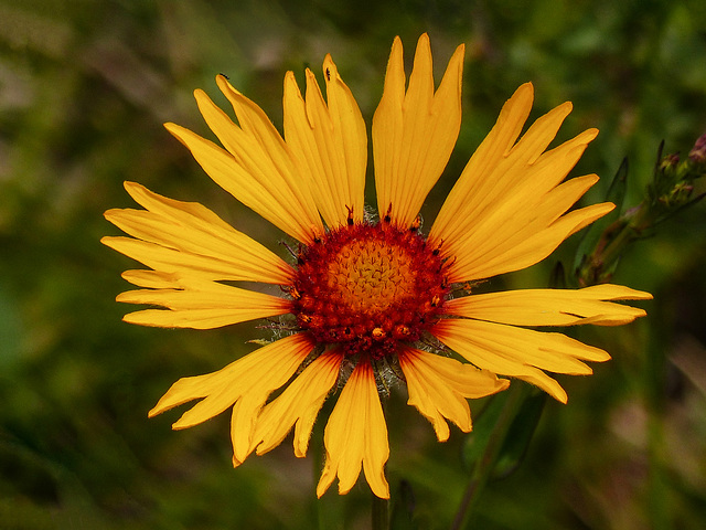 Gaillardia