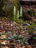 Goodyera pubescens (Downy Rattlesnake Plantain orchid)