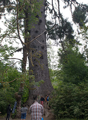 Quinault Rain Forest largest spruce (#1397)