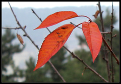 Feuilles de merisier