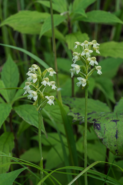 Gymnadeniopsis clavellata (Club-spur orchid)