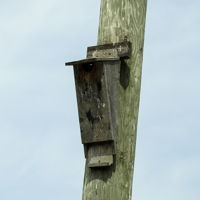 Day 3, bat box, Pt Pelee, Ontario