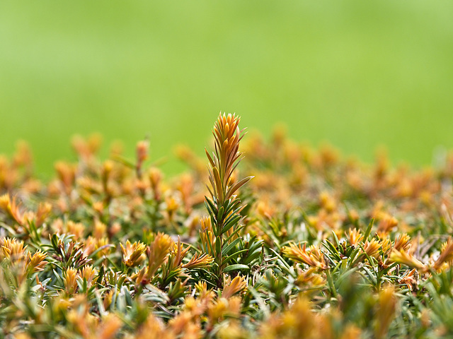 Top o' the Hedge