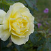 Rose test-4