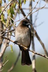 Bulbul