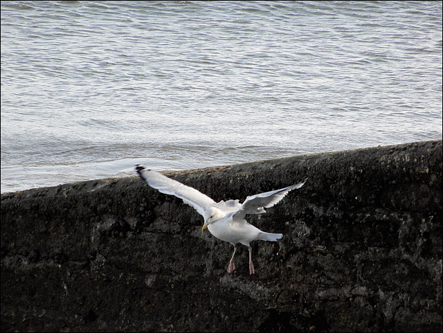 la liberté