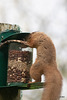Red Squirrel finally figuring out after six months, how to access the nuts in the feeder!