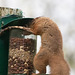 Red Squirrel finally figuring out after six months, how to access the nuts in the feeder!