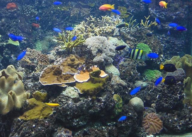 Rifffische im Zoo Berlin