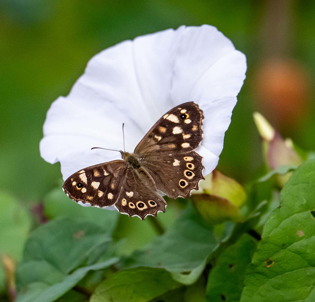 Speckled wood butterfly