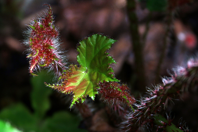 La belle inconnue , dans la grande serre du Jardin des Plantes de Paris .-