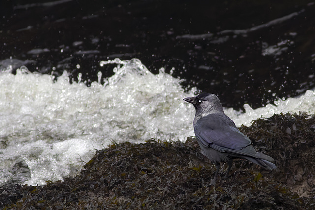 Jackdaw