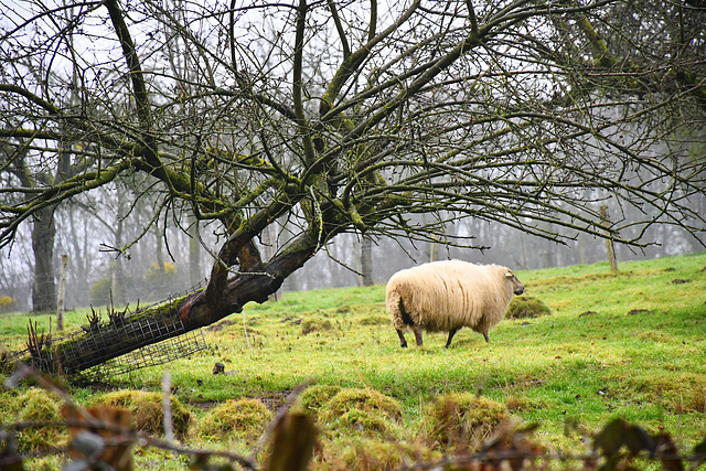 Pig sheep