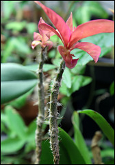 Pereskia aculeata (1)