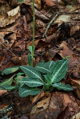 Goodyera pubescens (Downy Rattlesnake Plantain orchid) leaves